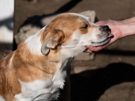 Adoption Lazlo