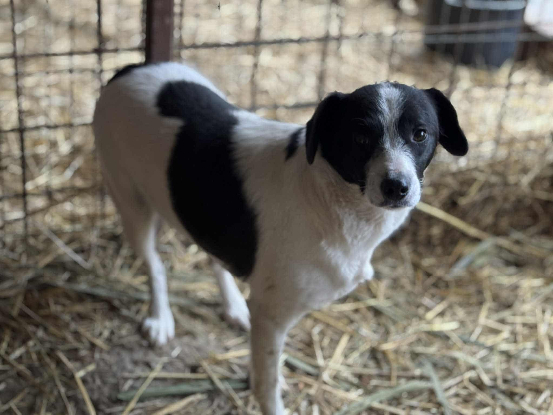 Adopter Léonie