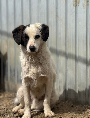 Adopter Lilo