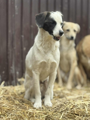 Adopter Lilo