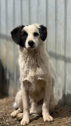 Adoption Lilo