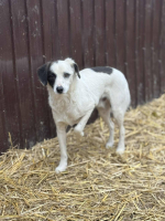Adopter  chien : Lilo