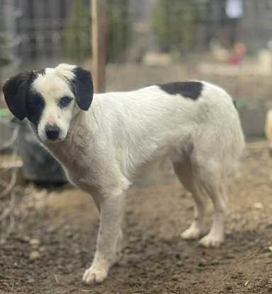 Adopter Lilo