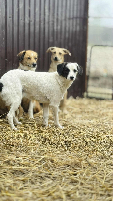 Adoption Lilo