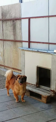 Adopter Louki