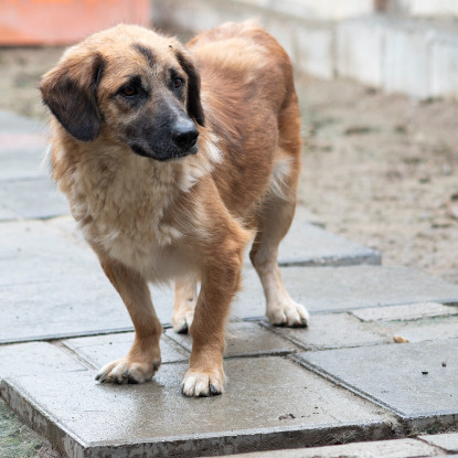 Adopter Louki