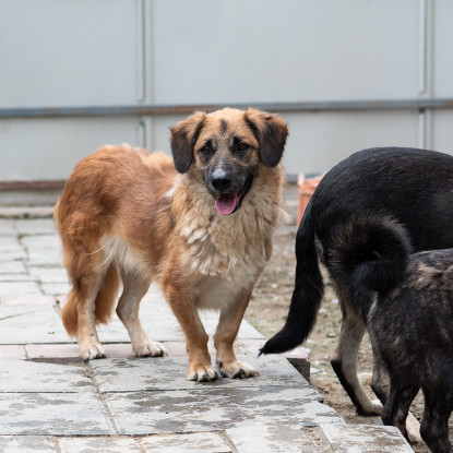 Adoption Louki