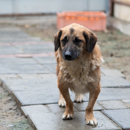 Adoption Louki