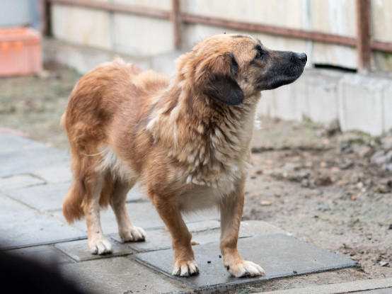 Adopter Louki