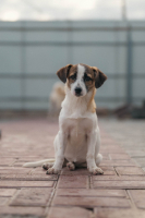 Adopter  chien : Mailis