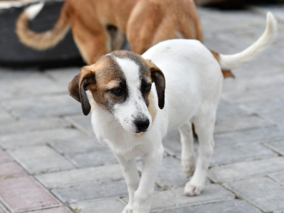 Adopter Mailis