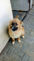 Adopter  chien : Mambo
