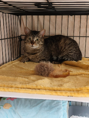 Marley cherche une Famille d'Accueil - Proche Vienne (38)