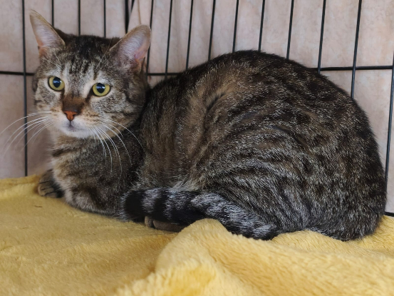 Image Marley cherche une Famille d'Accueil - Proche Vienne (38)