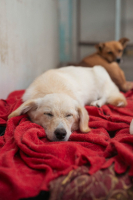 Adopter  chien : Marlo