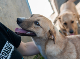 Adopter  chien : Mélina