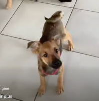 Adopter  chien : Merlin