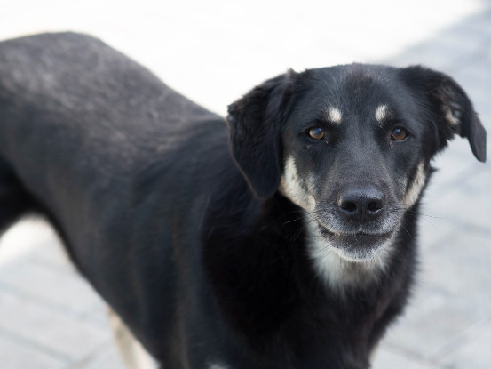Adopter Mickey