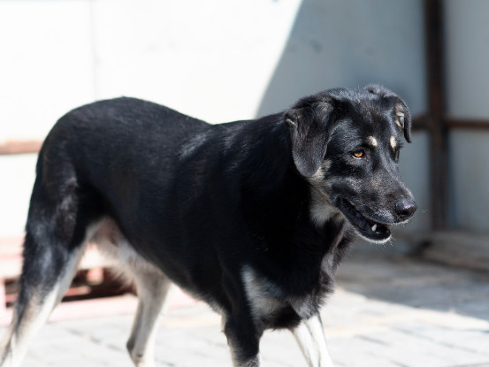 Adopter Mickey
