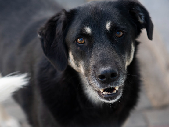 Adopter Mickey