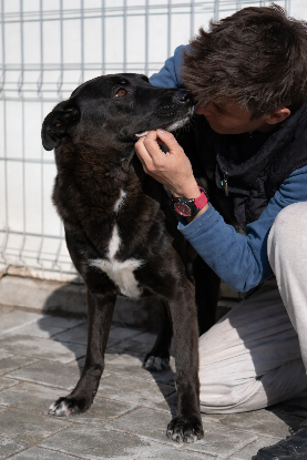 Adopter Moorea