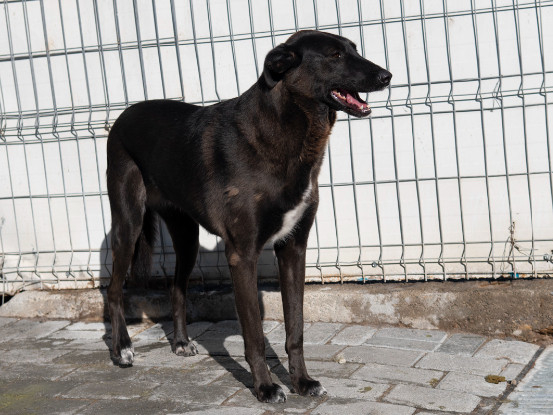 Adoption Moorea