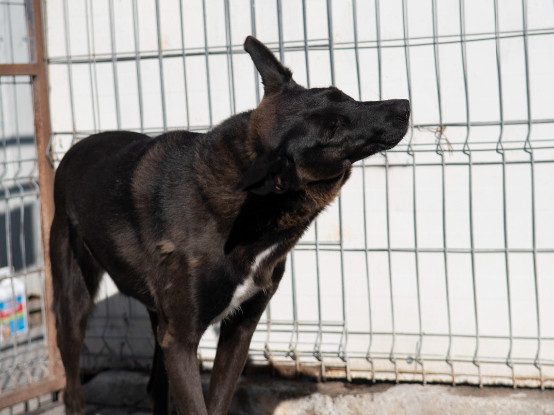 Adopter Moorea