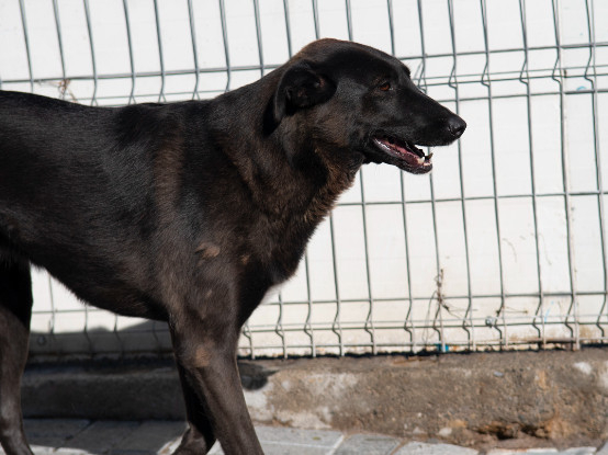 Adopter Moorea