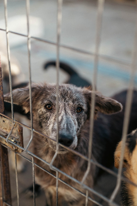 Adoption Niko