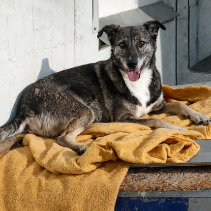 Adoption Niska
