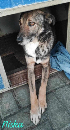 Adopter Niska