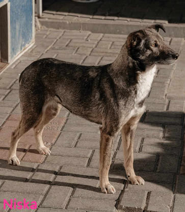 Adopter Niska