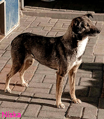 Adoption Niska