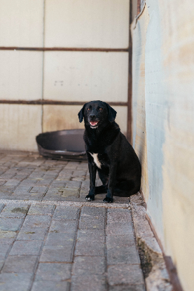 Adopter Noé