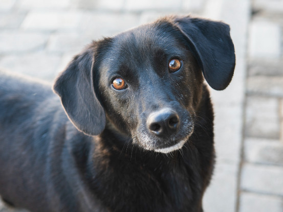 Adopter Noé