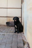 Adopter  chien : Noé