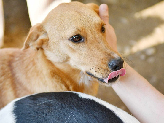 Adopter Noro
