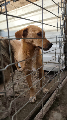 Adopter Noro