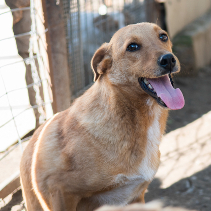 Adoption Noro