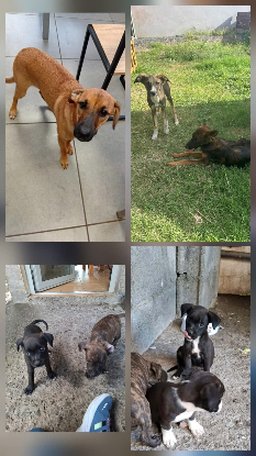 Image NOUVELLES FAMILLES D'ACCUEIL RECHERCHÉES