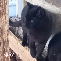 Adopter  chat : Nox