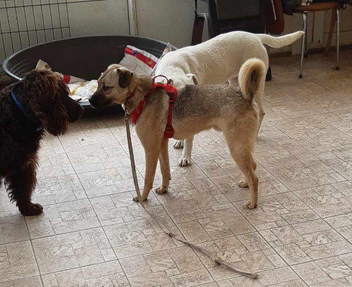 Adopter Olaf