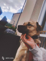 Adopter  chien : Olaf