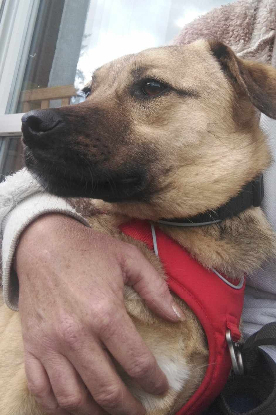 Adopter Olaf