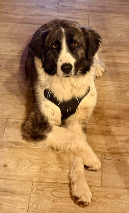 Adoption Paddy
