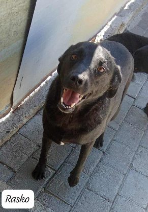 Adopter Rasko