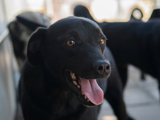 Adoption Rasko