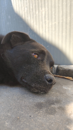 Adopter Raven
