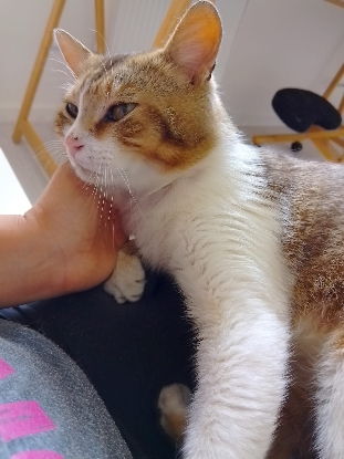 Recherche FA chats, chiens & lapins