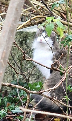 Recherche FA expérimentée